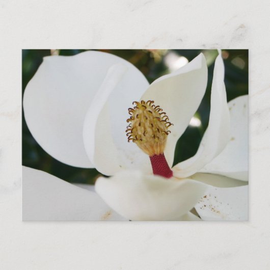 Nah blüht die südweiße magnolische Blume auf Postkarte (Vorderseite)