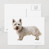 Nah ein Terrier Postkarte (Vorne/Hinten)