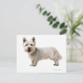 Nah ein Terrier Postkarte (Stehend Vorderseite)