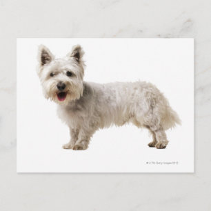 Nah ein Terrier Postkarte
