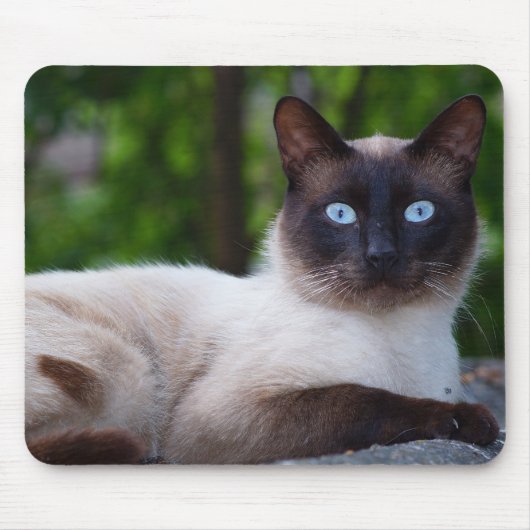 Nah einer Siamkatze Mousepad (Vorne)