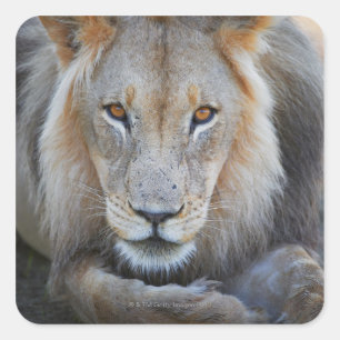 nah eines männlichen Löwen, Panthera leo, Quadratischer Aufkleber