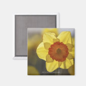 Nah Gelb/orangefarbenes Fötus Magnet (Vorderseite/Rückseite)