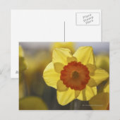 Nah Gelb/orangefarbenes Fötus Postkarte (Vorne/Hinten)