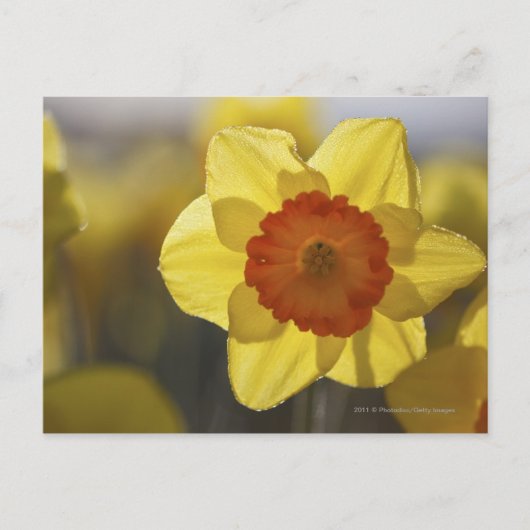 Nah Gelb/orangefarbenes Fötus Postkarte (Vorderseite)