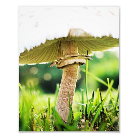Nah mit dieser Coolen Shroom Nature Fotografie (Vorne)