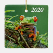 Nah mit einem Mit Augen Roten Baumfrosch auf einem