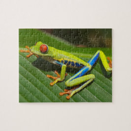 Nah mit einem Mit Augen Roten Baumfrosch auf einem Puzzle