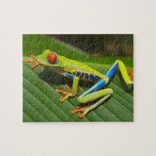 Nah mit einem Mit Augen Roten Baumfrosch auf einem Puzzle (Horizontal)