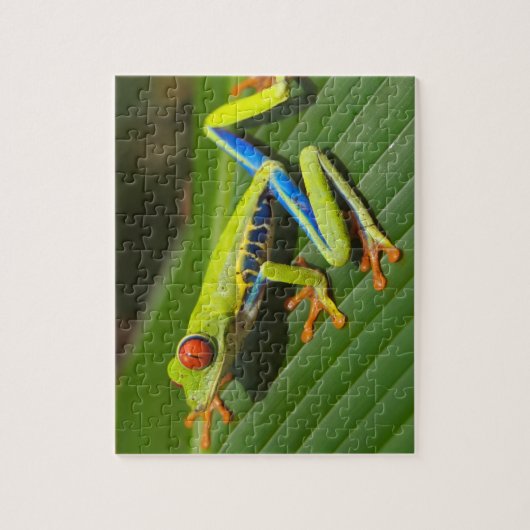 Nah mit einem Mit Augen Roten Baumfrosch auf einem Puzzle (Vertikal)