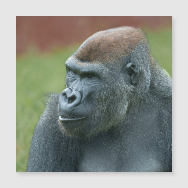 Nah mit Gorilla Lope: Das bezaubernde Portrait von Magnetkarte (Vorderseite)