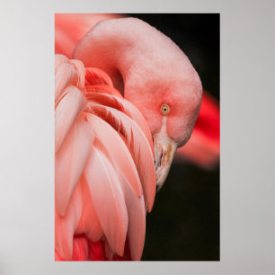 NAH-OBEN-FOTOGRAFIE EINES PINKVOGELS POSTER