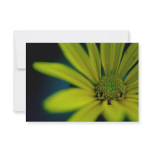 Nah-oben-Gelbe Wildblume