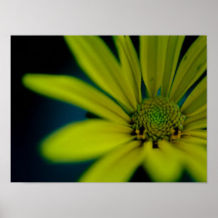 Nah-oben-Gelbe Wildblume Poster