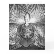 Nah-oben-Orchid-Grußkarte