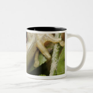 Nah oben vom Baum- des Waldesfrosch (Leptopelis Zweifarbige Tasse