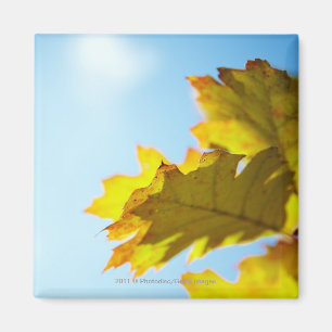 Nah oben vom gelben Herbstlaub Magnet