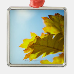 Nah oben vom gelben Herbstlaub Silbernes Ornament