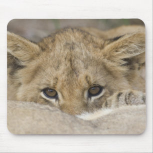 Nah oben vom Gesicht des Löwejungen Mousepad