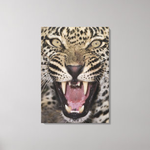 Nah oben vom knurrenden Leoparden Leinwanddruck