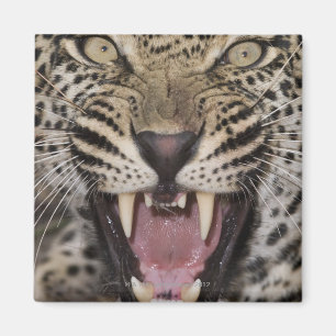 Nah oben vom knurrenden Leoparden Magnet