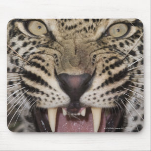 Nah oben vom knurrenden Leoparden Mousepad