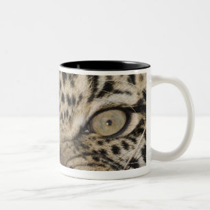Nah oben vom knurrenden Leoparden Zweifarbige Tasse