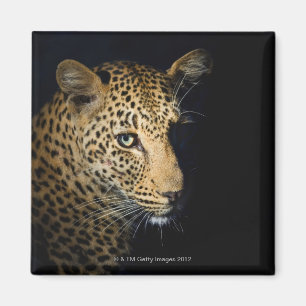 Nah oben vom Leoparden, größerer Kruger Magnet