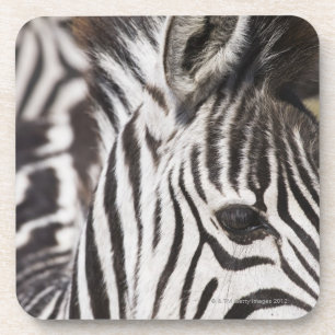 Nah oben vom Zebra Untersetzer