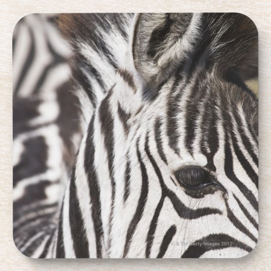 Nah oben vom Zebra Untersetzer (Vorderseite)