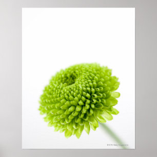 Nah oben von Chrysantheme-Blumenkopf 2 Poster