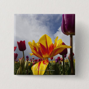 Nah oben von den bunten blühenden Tulpen in Orego Button