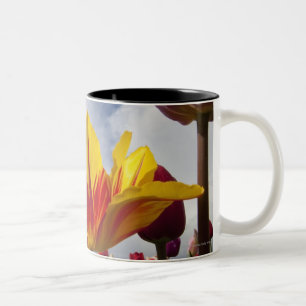 Nah oben von den bunten blühenden Tulpen in Orego Zweifarbige Tasse