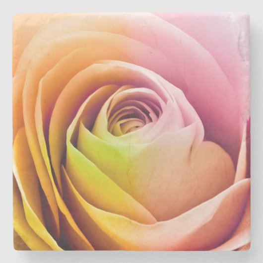 Nah oben von den bunten Rosen-Blumenblättern Steinuntersetzer (Vorderseite)