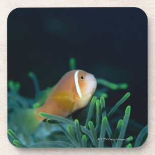 Nah oben von den Malediven-Anemonenfischen, Untersetzer