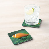 Nah oben von den Malediven-Anemonenfischen, Untersetzer (Rechte Seite)