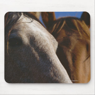 Nah oben von den Pferden Mousepad