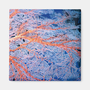 Nah oben von der Koralle, Okinawa, Japan Magnet