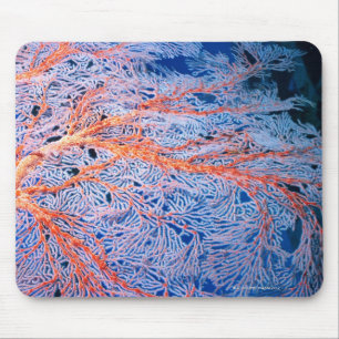 Nah oben von der Koralle, Okinawa, Japan Mousepad