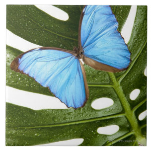 Nah oben von einem blauen Morpho Schmetterling auf Fliese