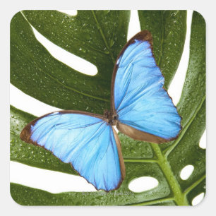 Nah oben von einem blauen Morpho Schmetterling auf Quadratischer Aufkleber