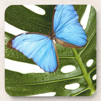 Nah oben von einem blauen Morpho Schmetterling auf Untersetzer