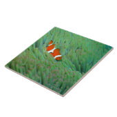 Nah oben von einem Clownanemonenfisch, Okinawa, Fliese (Seite)