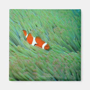 Nah oben von einem Clownanemonenfisch, Okinawa, Magnet