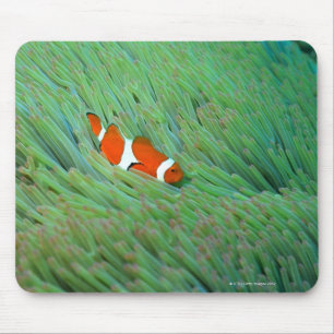 Nah oben von einem Clownanemonenfisch, Okinawa, Mousepad