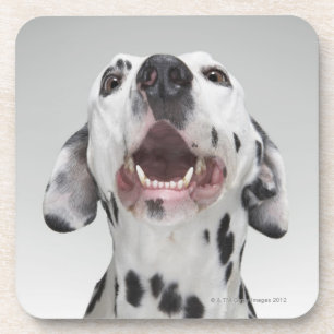 Nah oben von einem Dalmatinerhund Untersetzer