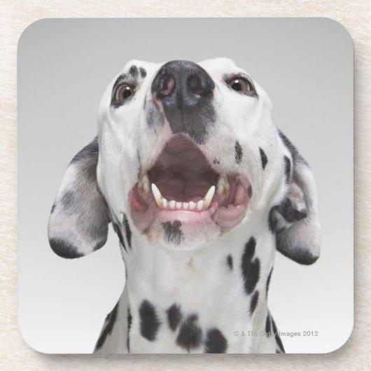 Nah oben von einem Dalmatinerhund Untersetzer (Vorderseite)