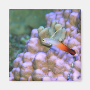 Nah oben von einem Feuerpfeilfisch, Okinawa, Japan Magnet