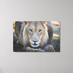 nah oben von einem männlichen Löwe, Panthera Lö Leinwanddruck