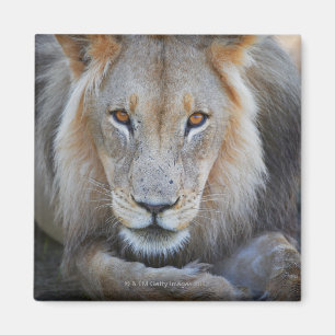 nah oben von einem männlichen Löwe, Panthera Lö Magnet